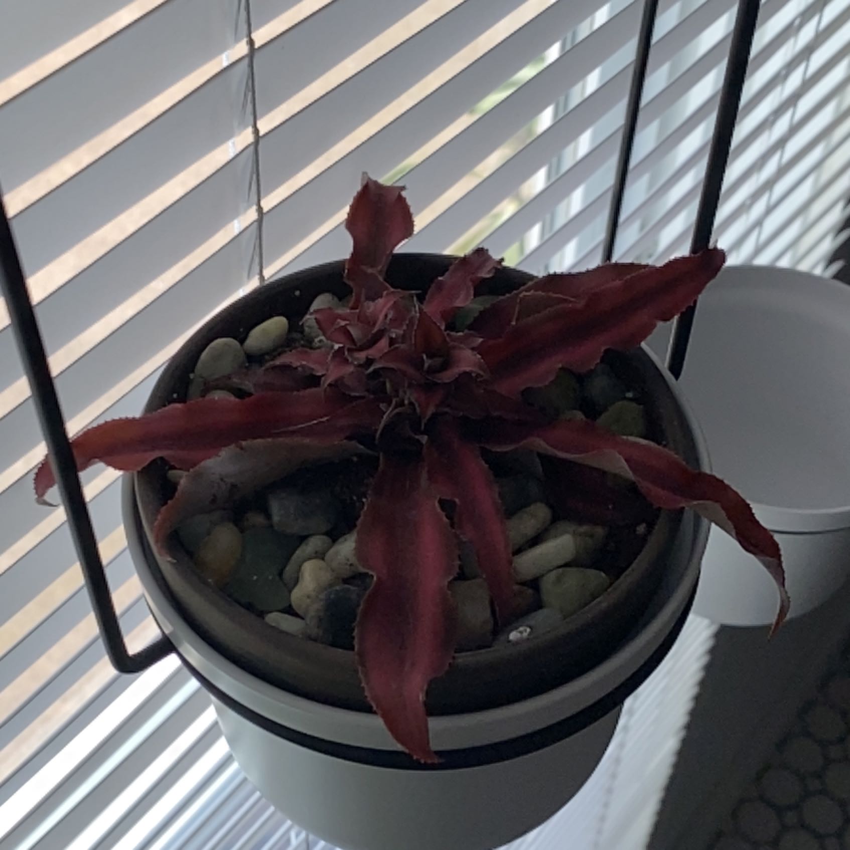 Potted Earth Stars plant with reddish leaves and pebbles on soil, indoors near window blinds.
