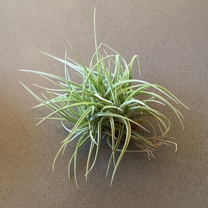 Photo of the plant species X Inca Gold by @achumphries named Robert Plant on Greg, the plant care app