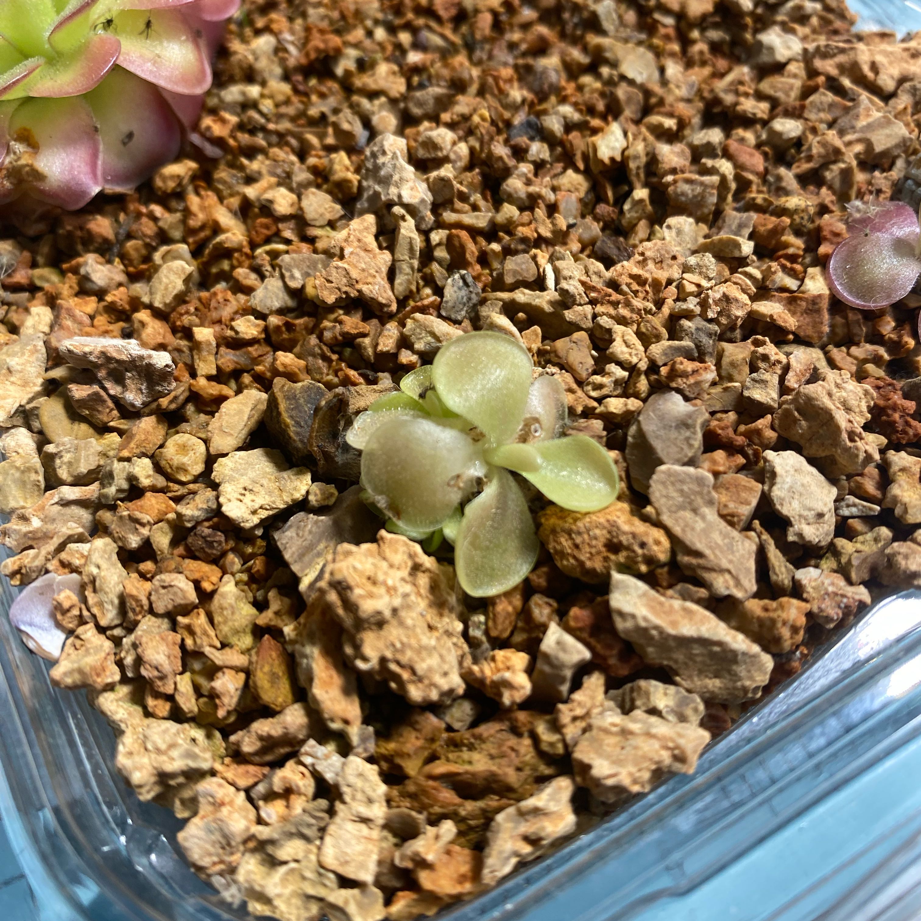 Photo of the plant species Sethos Butterwort by @achumphries named Eva on Greg, the plant care app