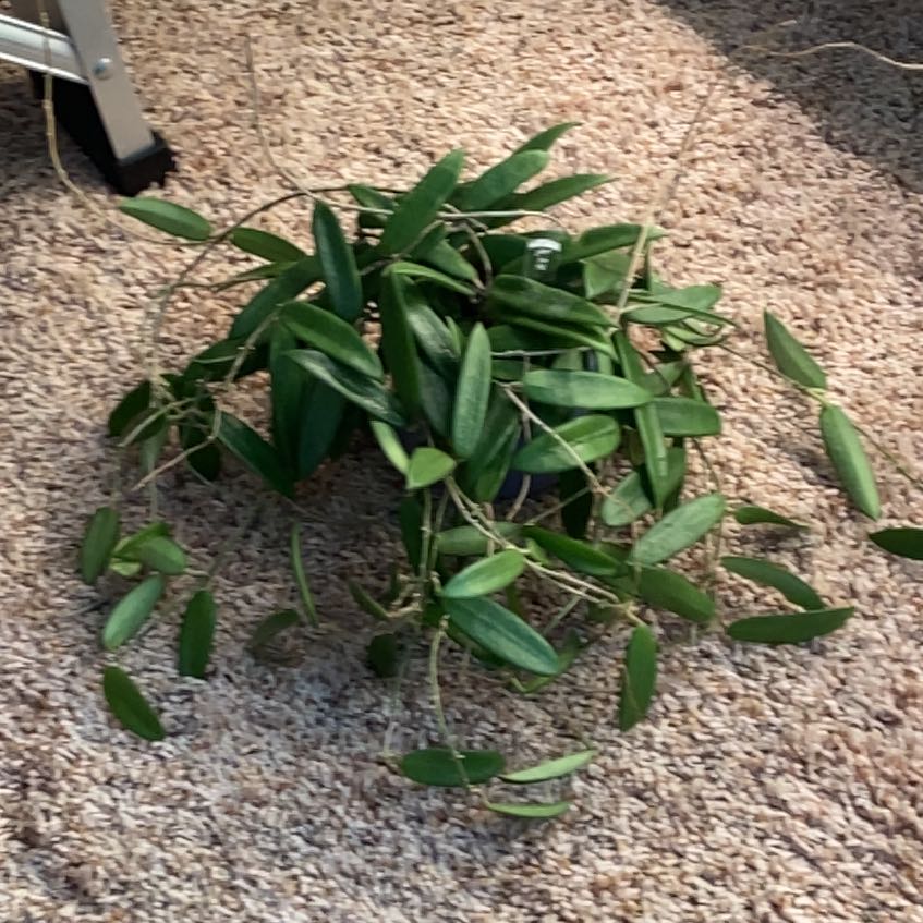 Photo of the plant species Hoya lyi by @achumphries named Clooney on Greg, the plant care app