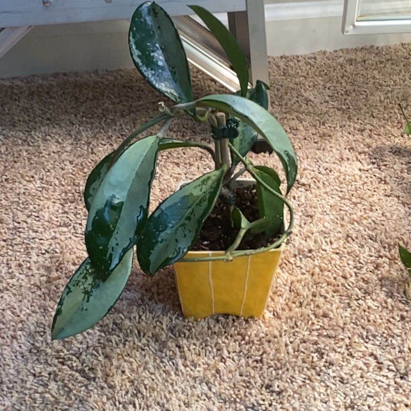 Photo of the plant species Hoya sp. AH074 ‘Silver’ by @achumphries named Walt on Greg, the plant care app