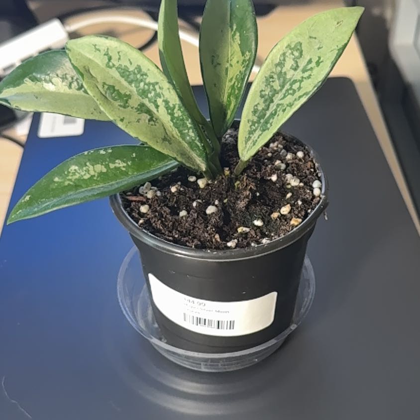 Photo of the plant species Hoya by @achumphries named Hamilton on Greg, the plant care app