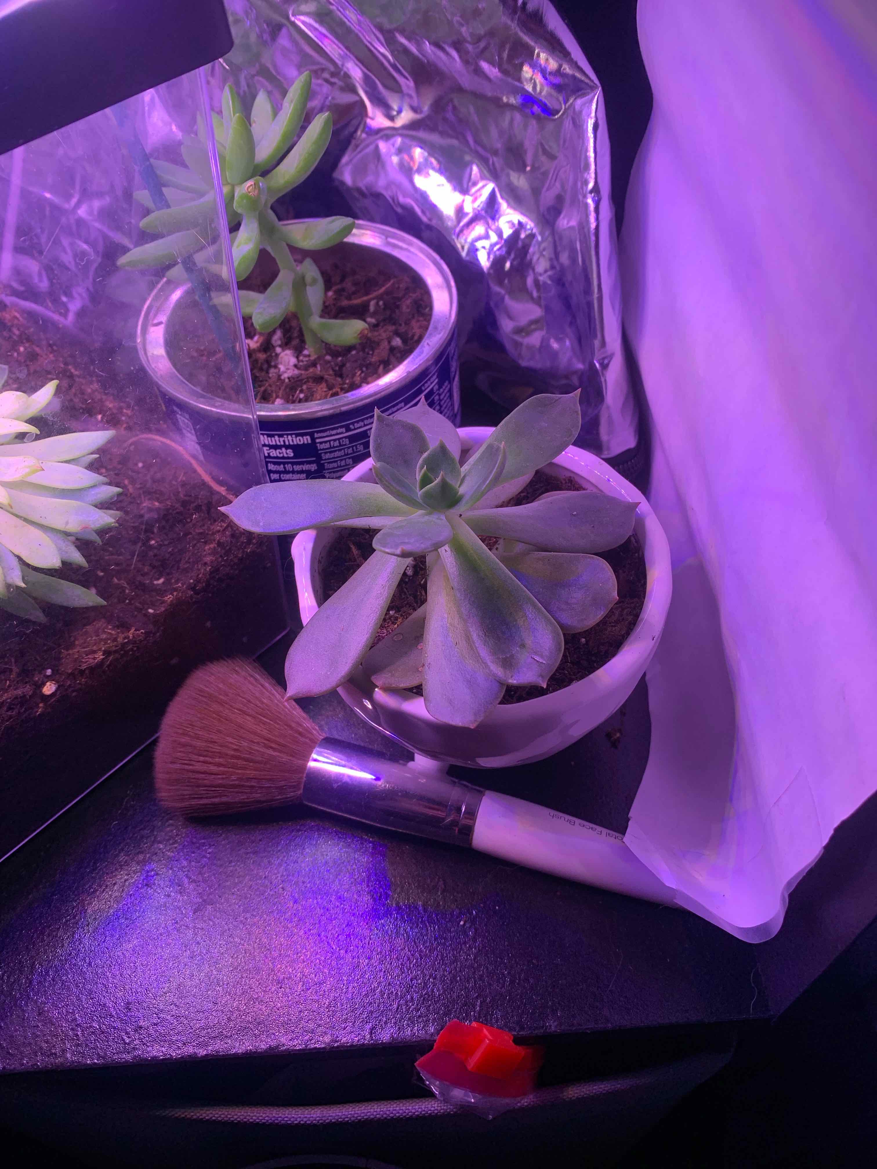 Echeveria plant in a pot under artificial lighting with some leaf discoloration.