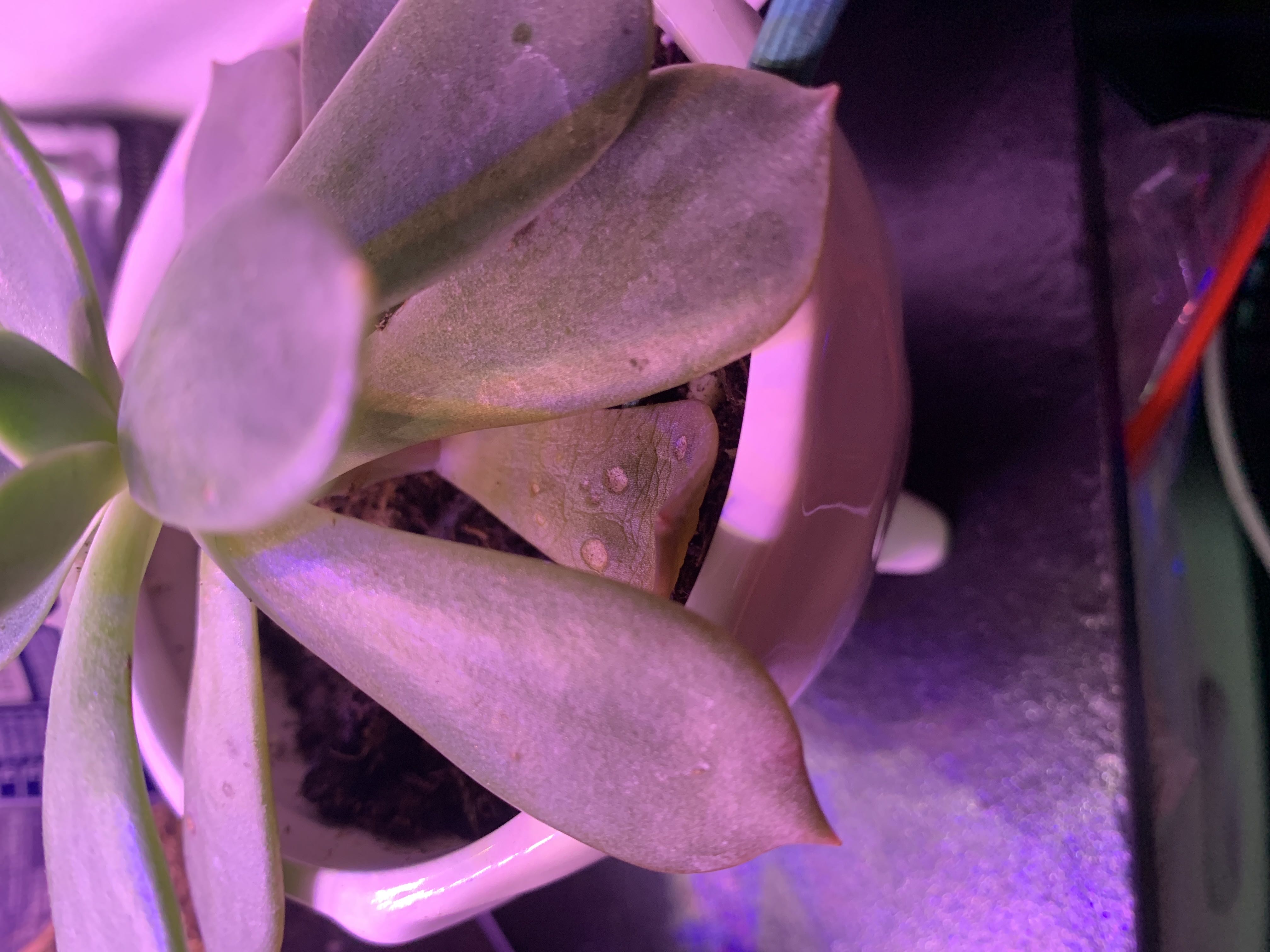Why Are There Brown Spots on My Echeveria prolifica?