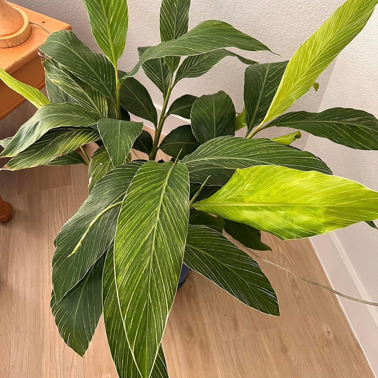Red Ginger plant with large leaves, some yellowing, indoors on wooden floor.