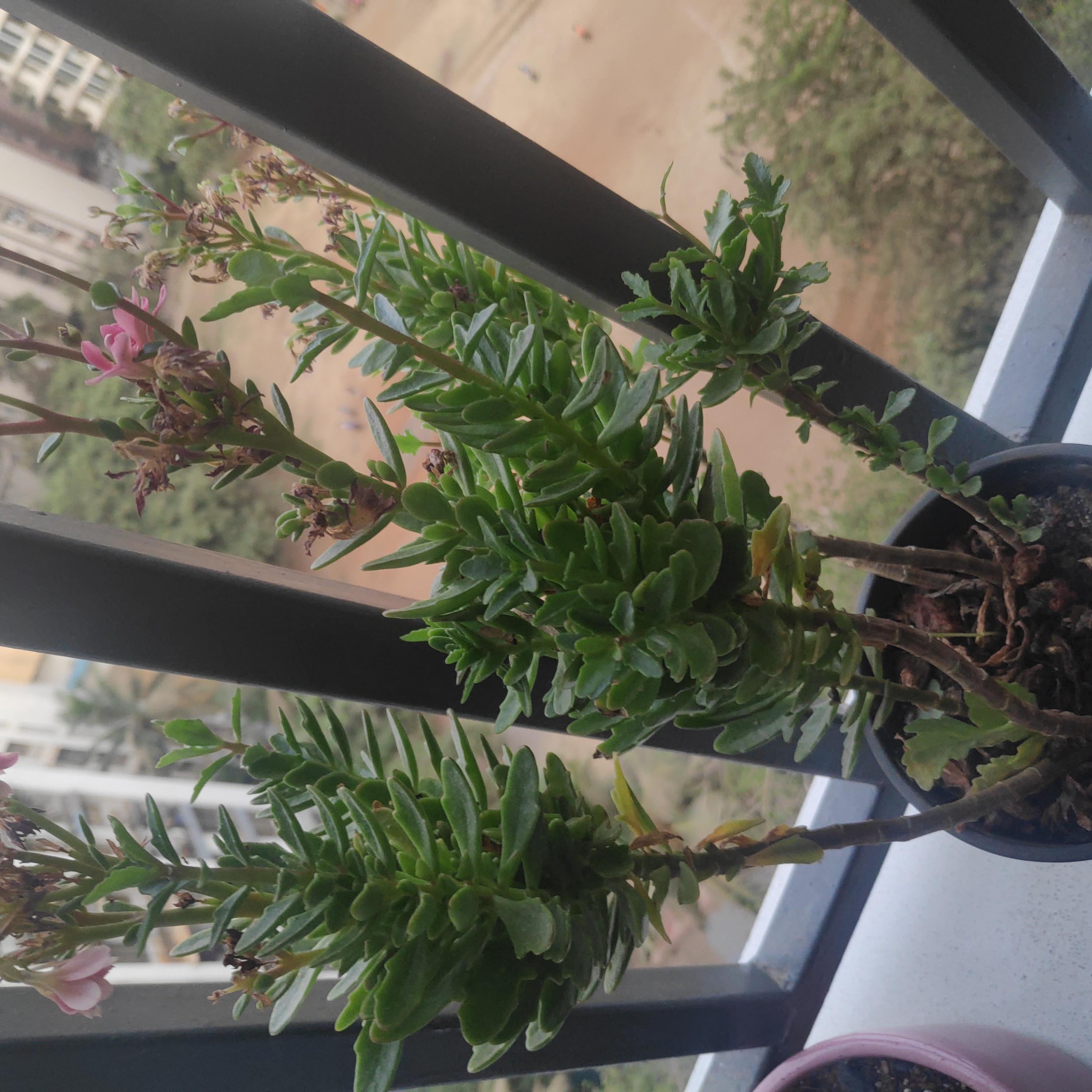 Potted Sand Pygmyweed plant with green leaves and pink flowers on a balcony.