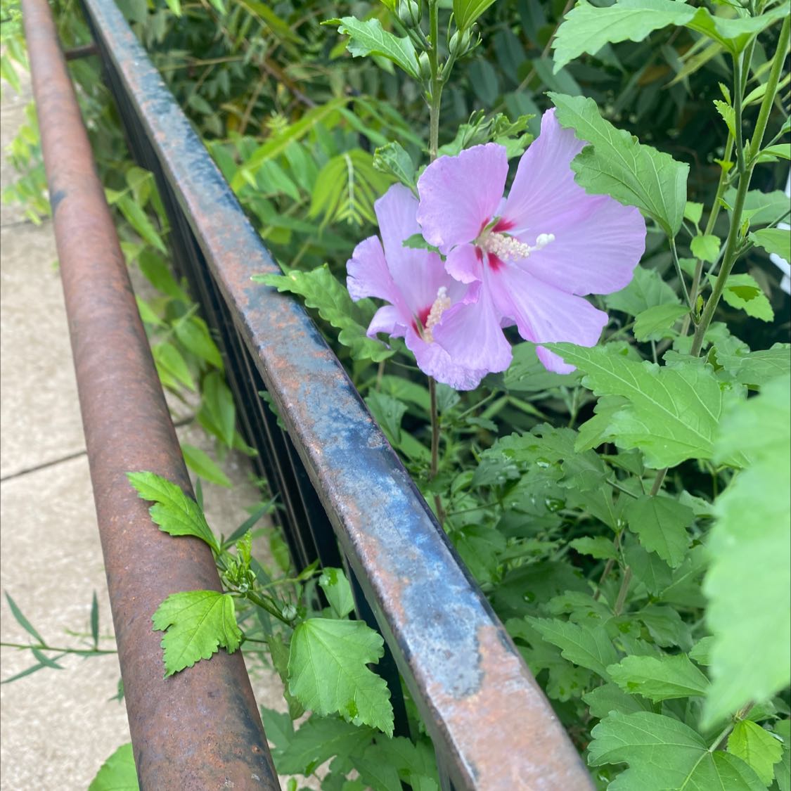 Korean Hibiscus with a pink flower growing next to a metal railing.