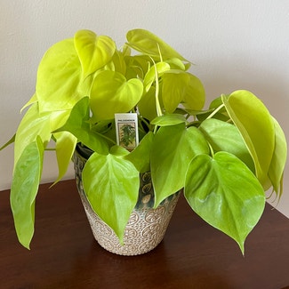 Heartleaf Philodendron plant in Rockville Centre, New York