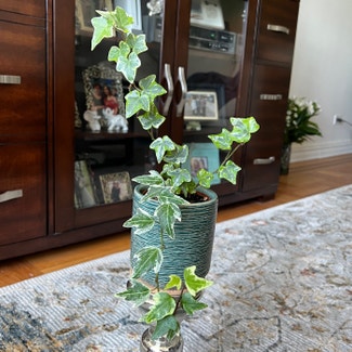 English Ivy plant in Rockville Centre, New York