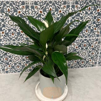 Peace Lily plant in Rockville Centre, New York