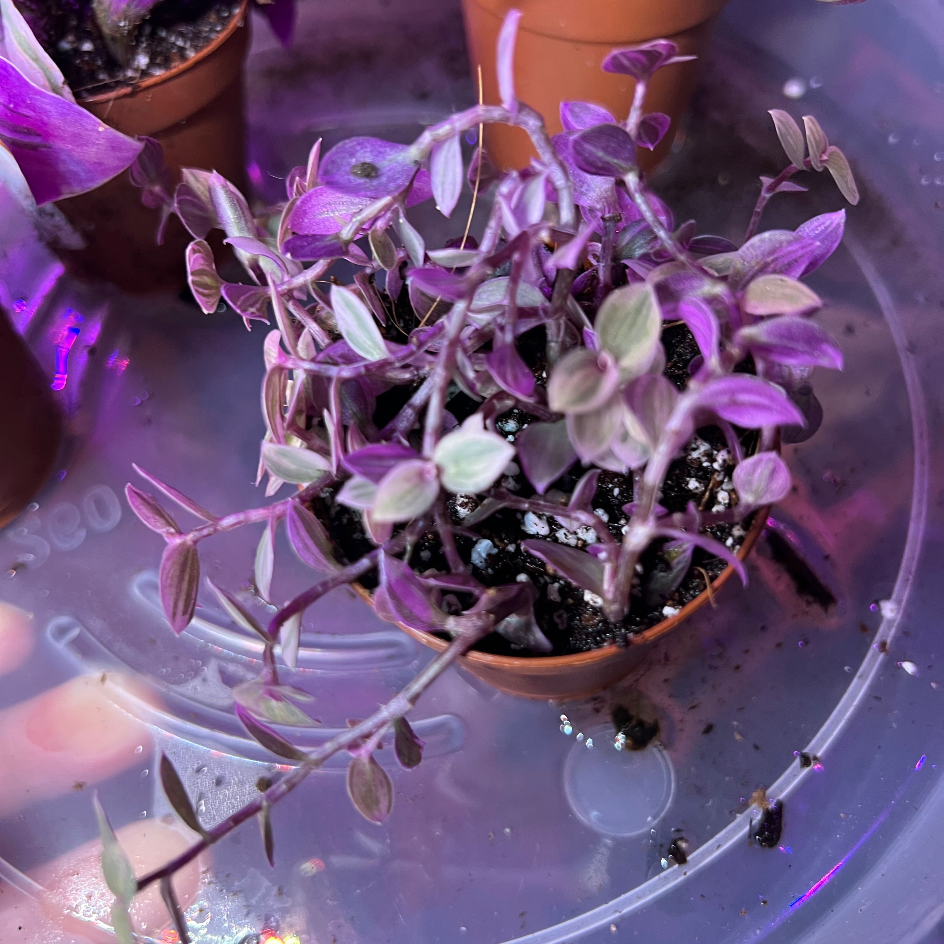 Pink Panther Tradescantia plant with purple and green leaves in a small pot.