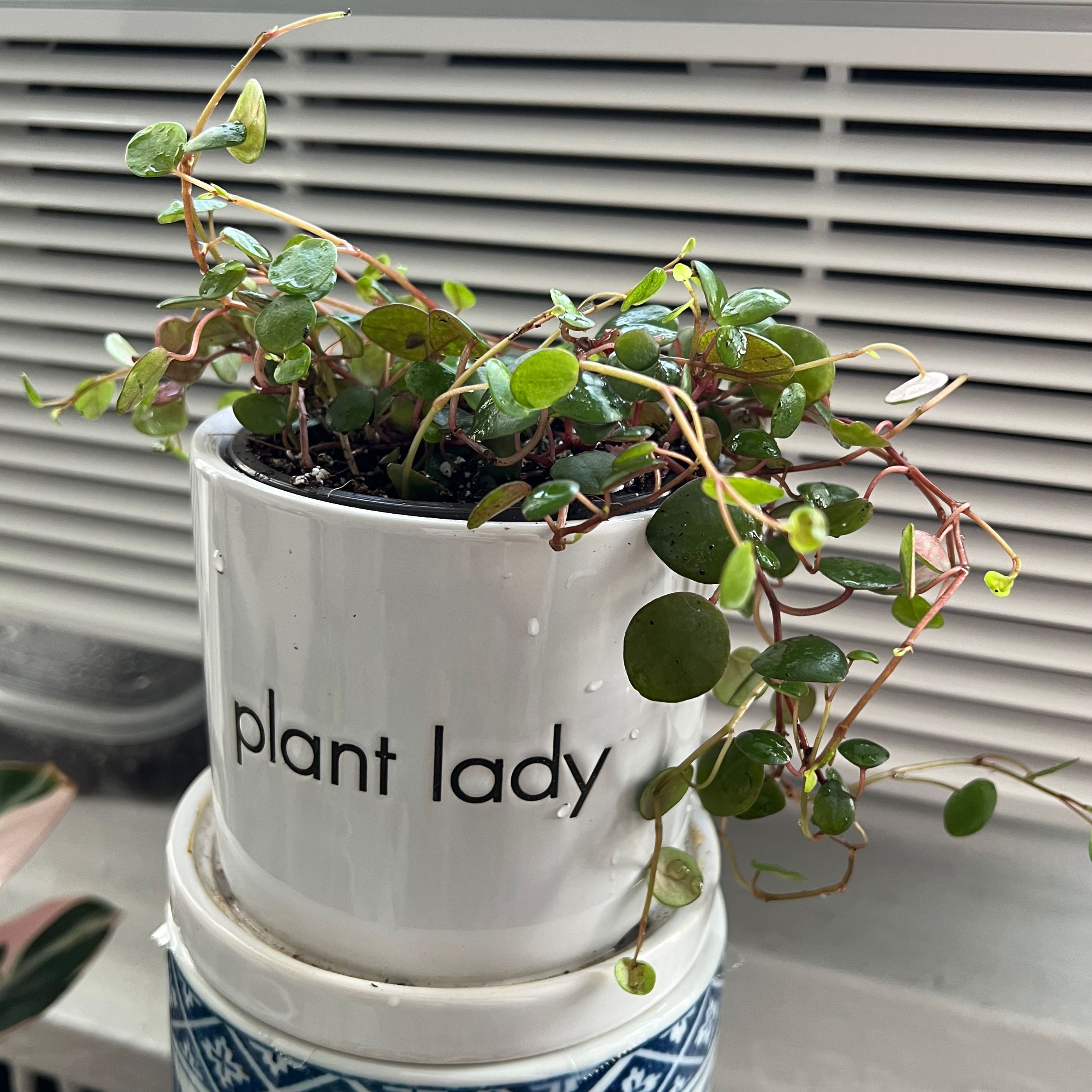 Peperomia 'Pepperspot' plant in a white pot labeled 'plant lady', appears healthy.