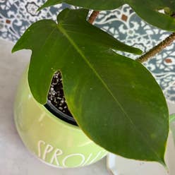 Hairy Philodendron plant