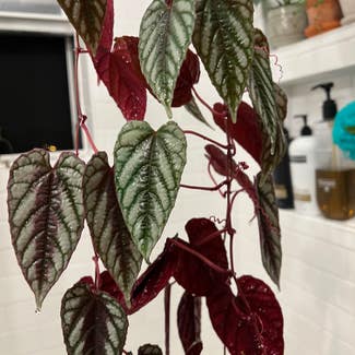 Rex Begonia Vine plant in Rockville Centre, New York
