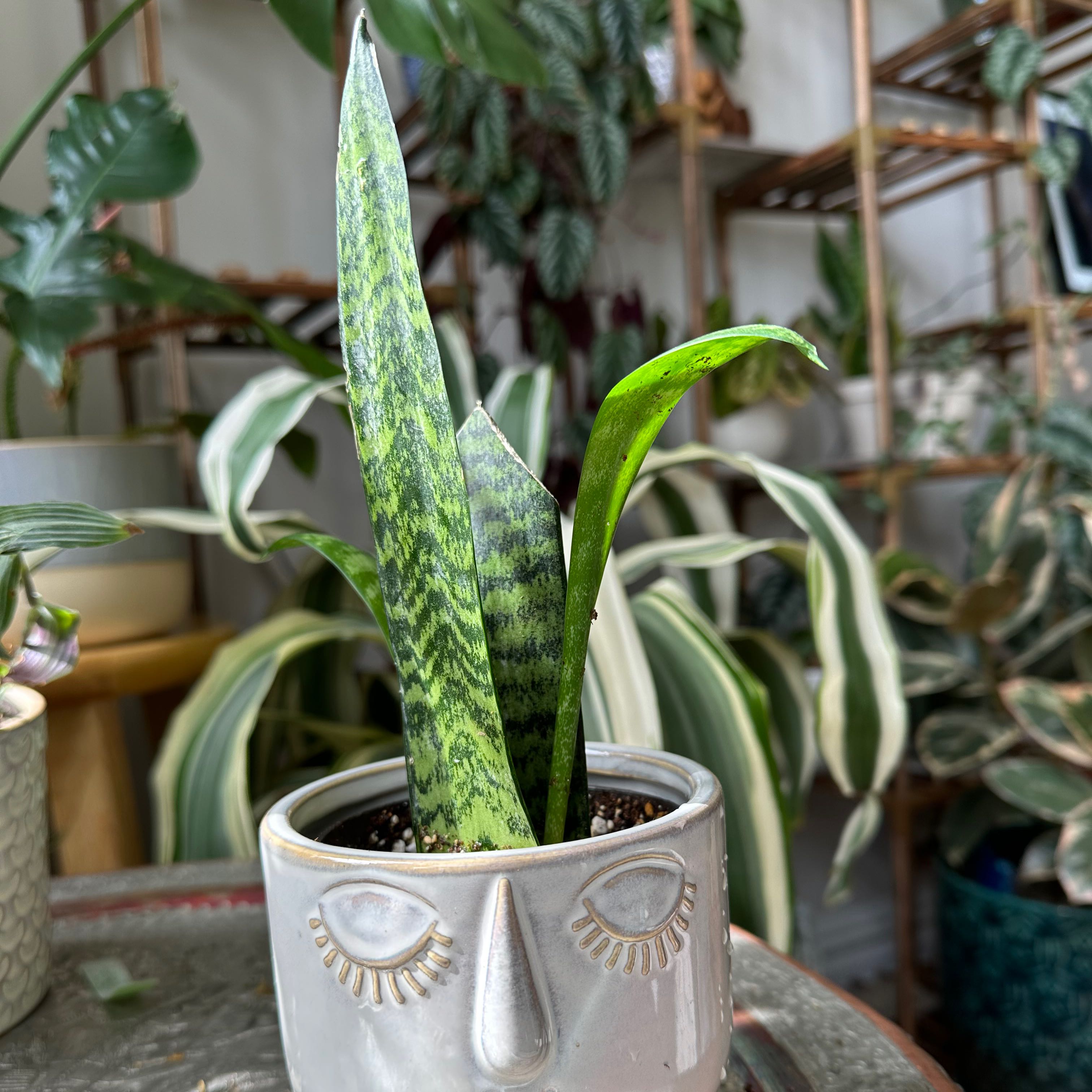 Photo of the plant species snake plant by @greenie_sprout9 named Daphne on Greg, the plant care app