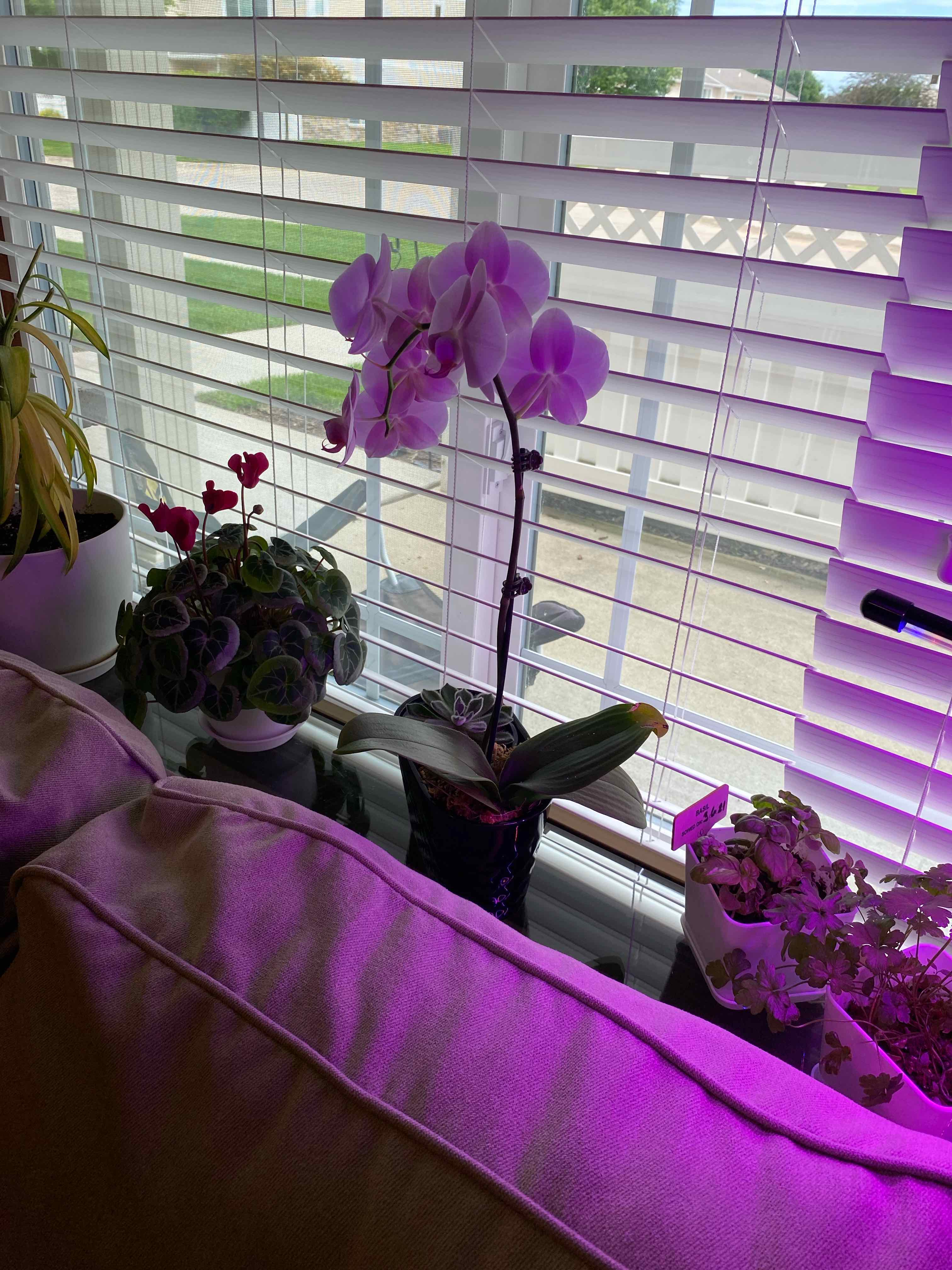 Moon Orchid (Phalaenopsis) indoors near a window with vibrant flowers and artificial lighting.