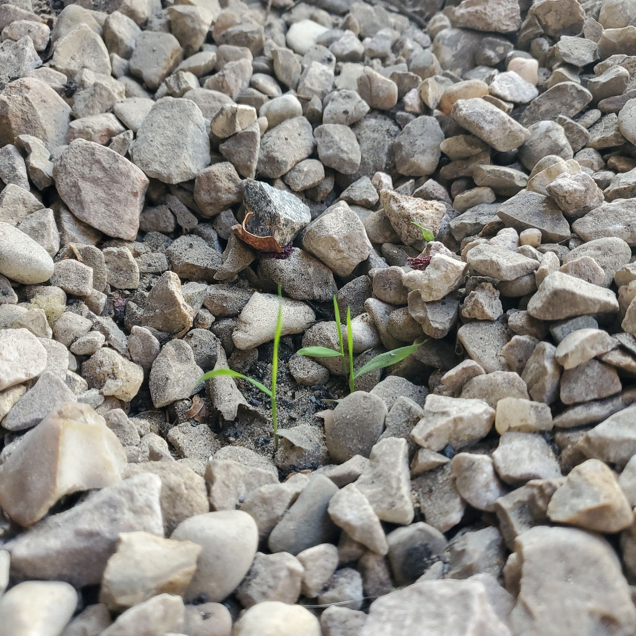 Photo of the plant species Woodland Oats by @IntenseBagpod named Elle on Greg, the plant care app
