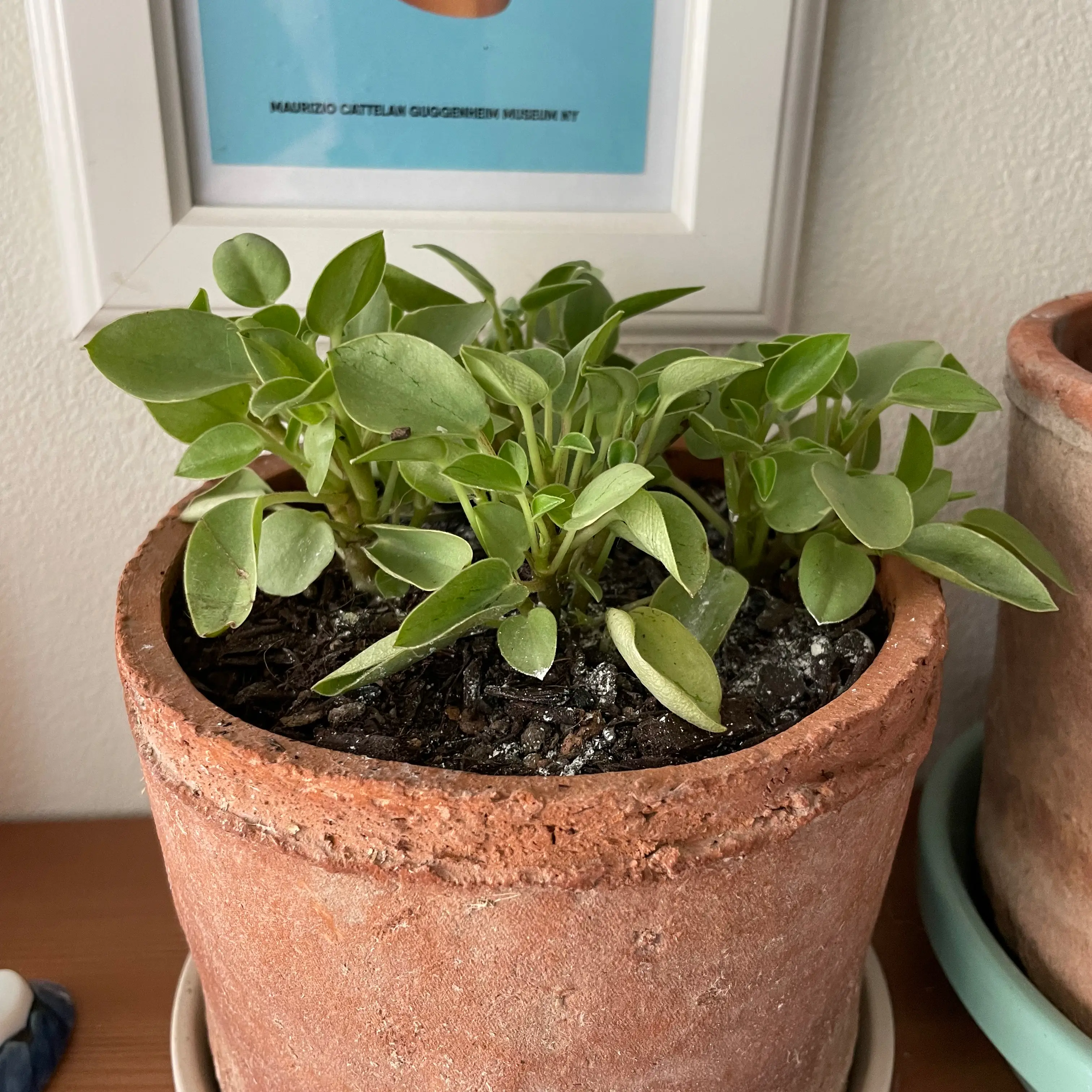Lemon Lime Peperomia plant in a terracotta pot with visible soil.
