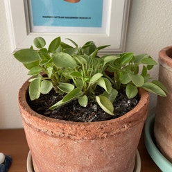 Lemon Lime Peperomia plant