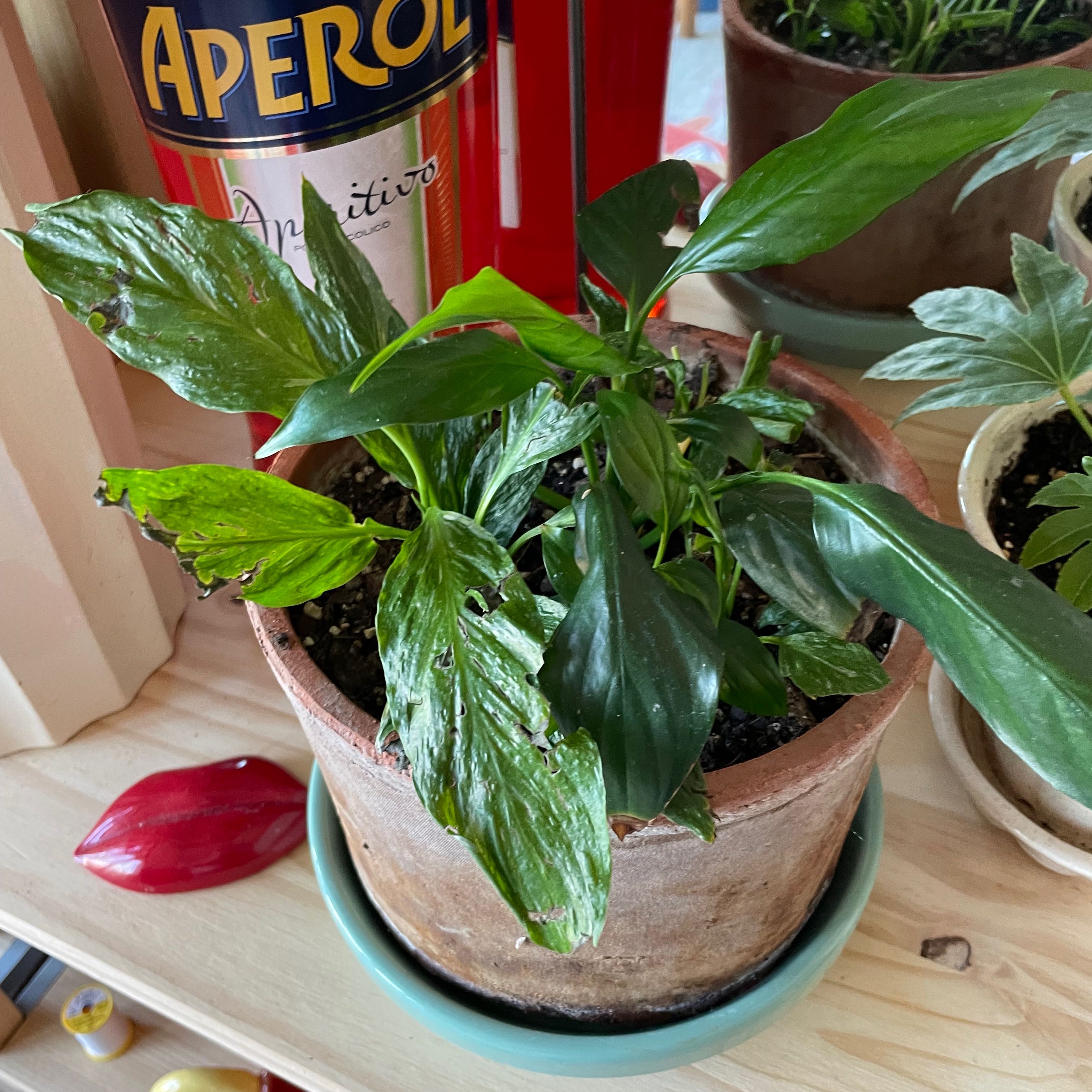 Variegated Peace Lily in a pot with some leaf discoloration and visible soil.