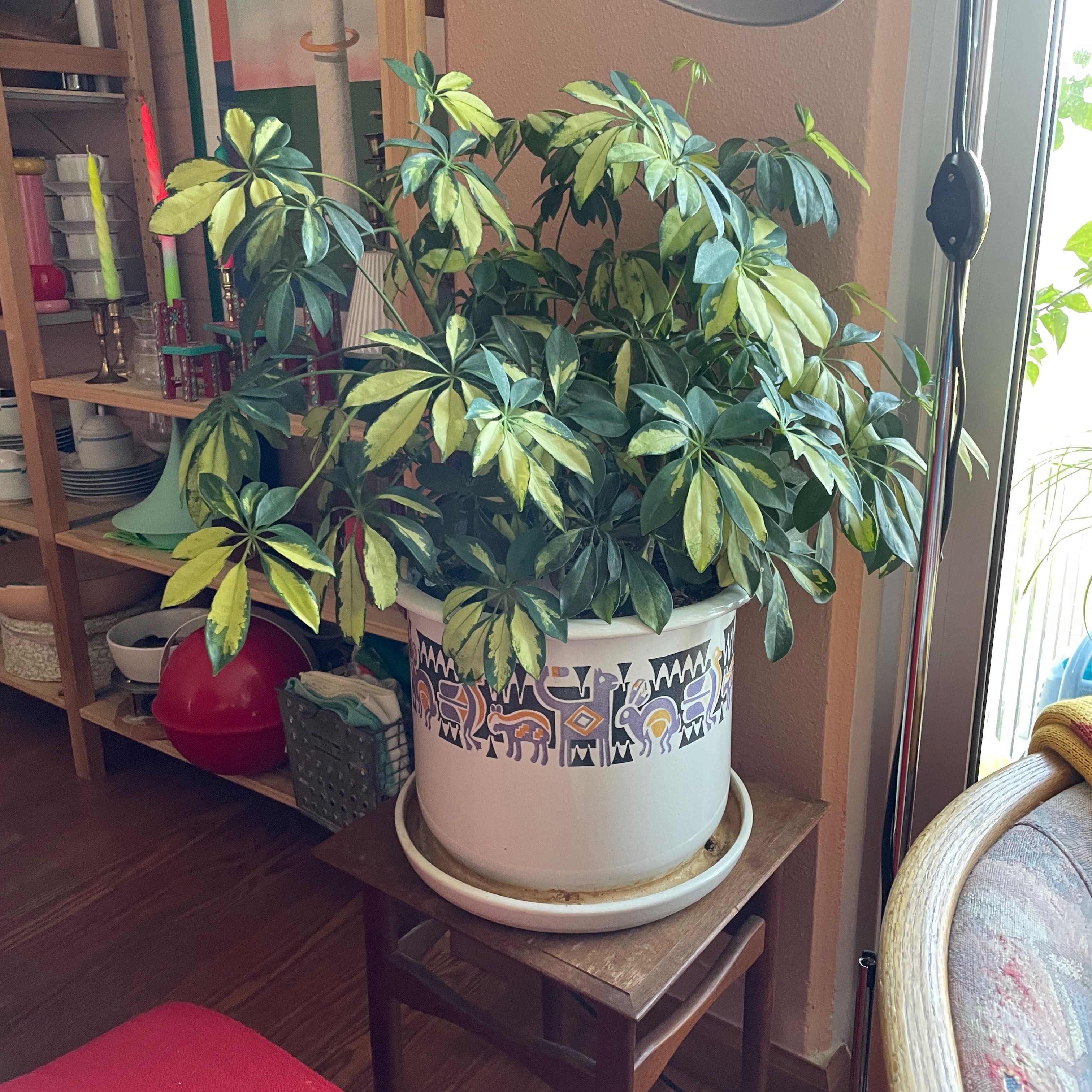 Variegated Dwarf Umbrella Tree in a decorative pot indoors with variegated green and yellow leaves.