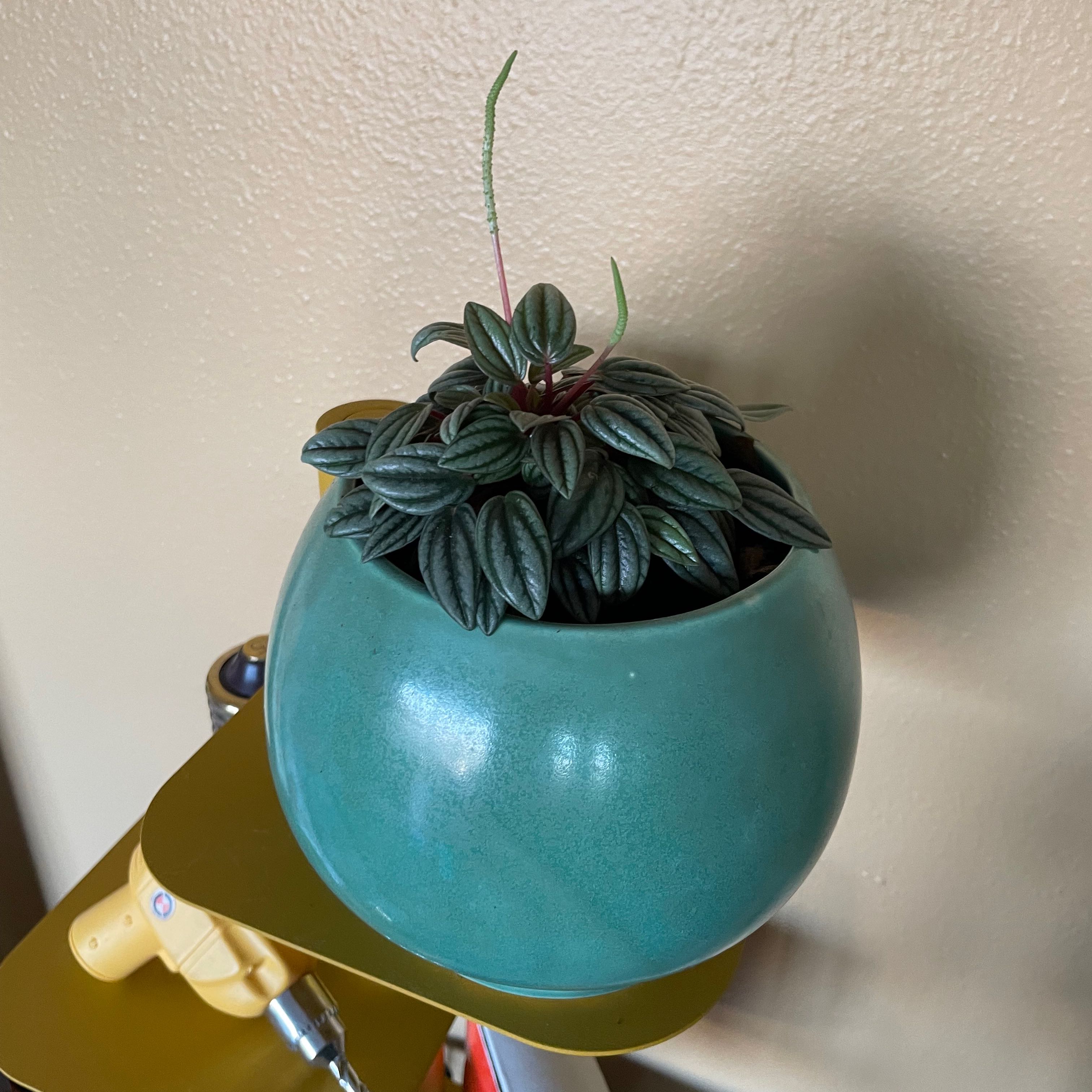 Photo of the plant species Peperomia 'Red Watermelon' by @AthleteEmerald named Your plant on Greg, the plant care app