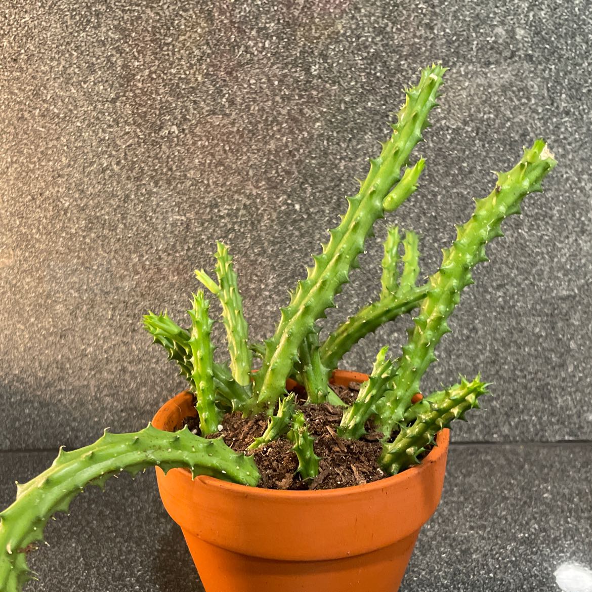 Potted Stapelia Planiflora Jacq. plant with green, spiky stems.