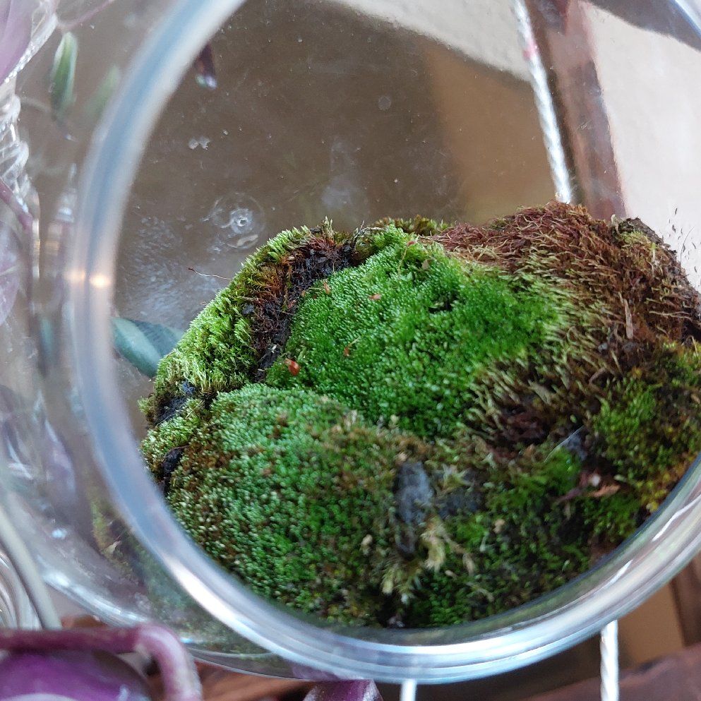 Close-up of Silvergreen Bryum Moss in a glass container with some browning areas.