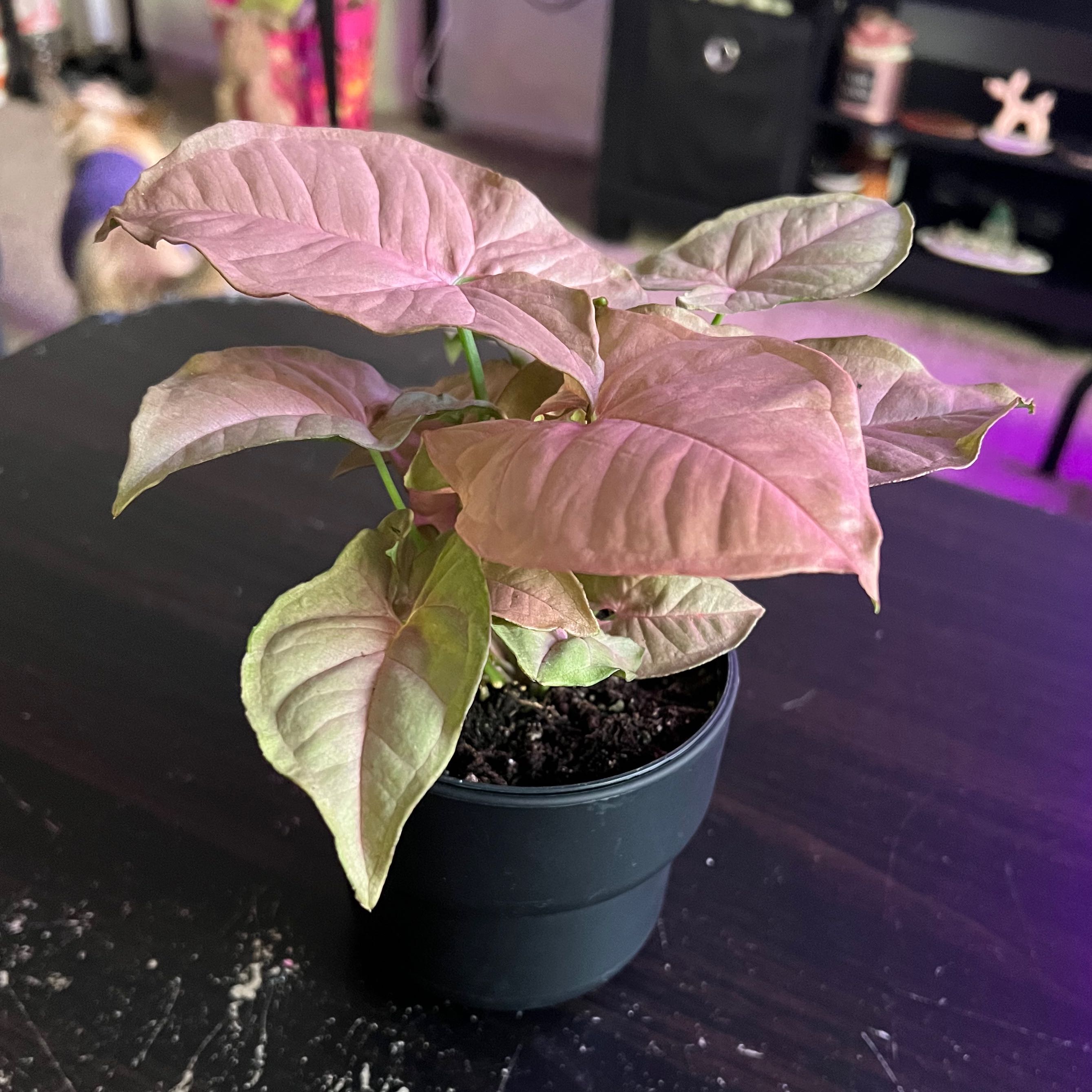 Photo of the plant species Pink Syngonium by @kayla.on.greg named Kea on Greg, the plant care app