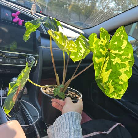 Photo of the plant species Alocasia by Kayla.on.greg named Hilo on Greg, the plant care app