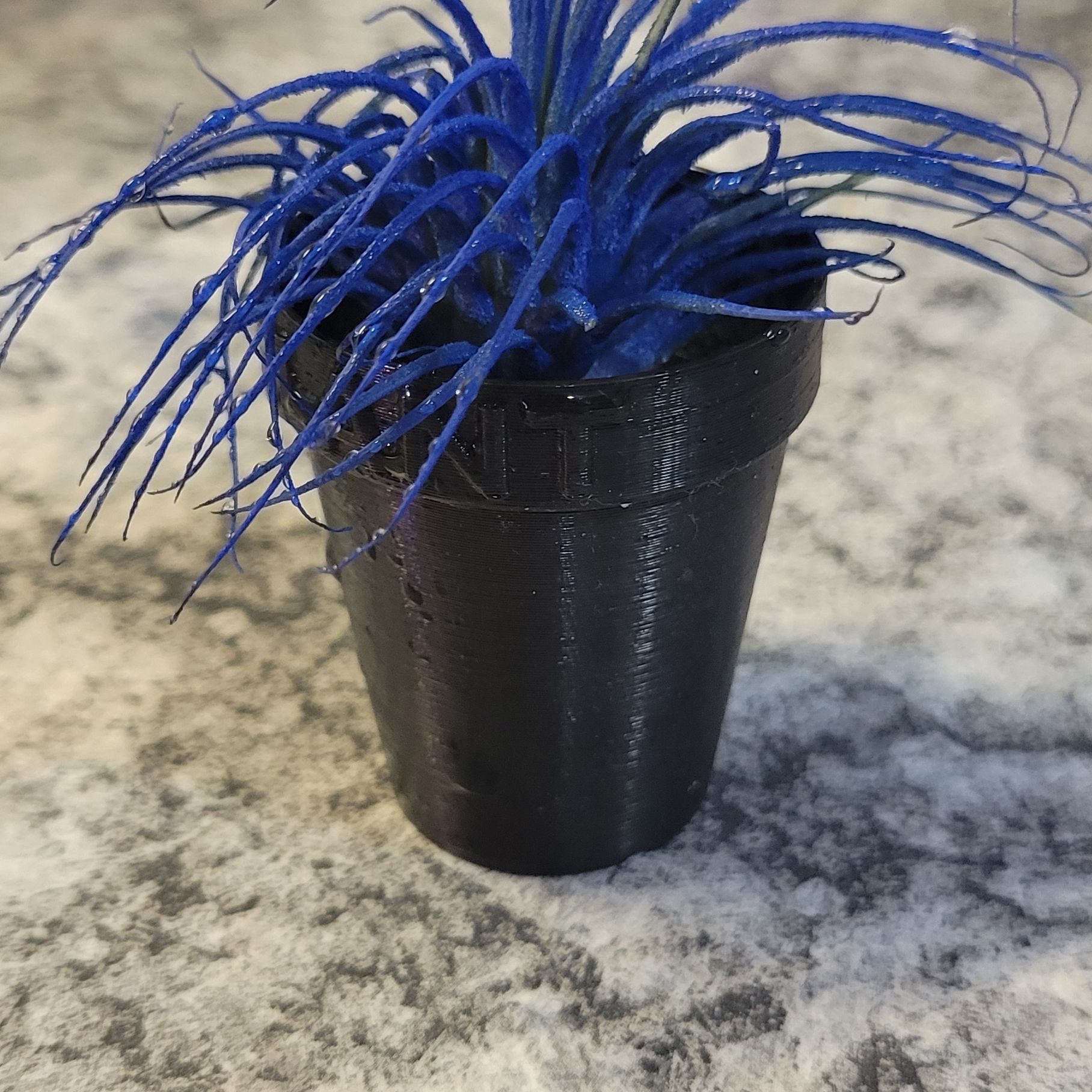 Tillandsia andreana plant in a small black pot with vibrant blue leaves.