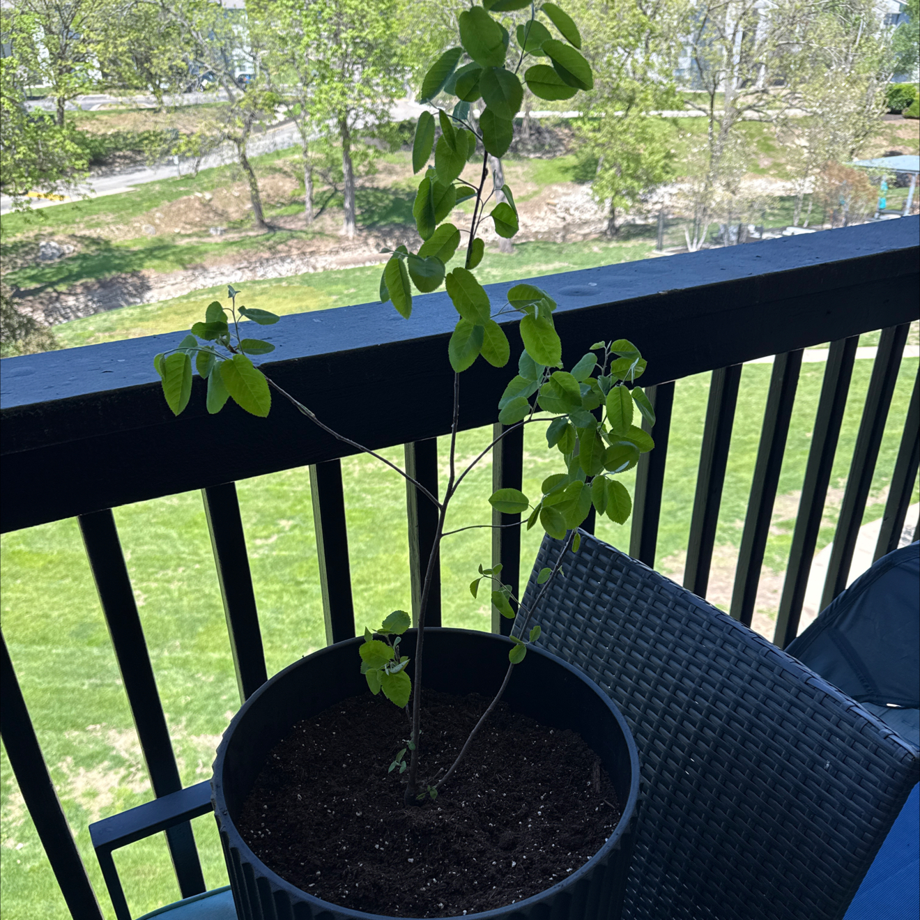 Photo of the plant species Serviceberry by @shauder named Sanders on Greg, the plant care app