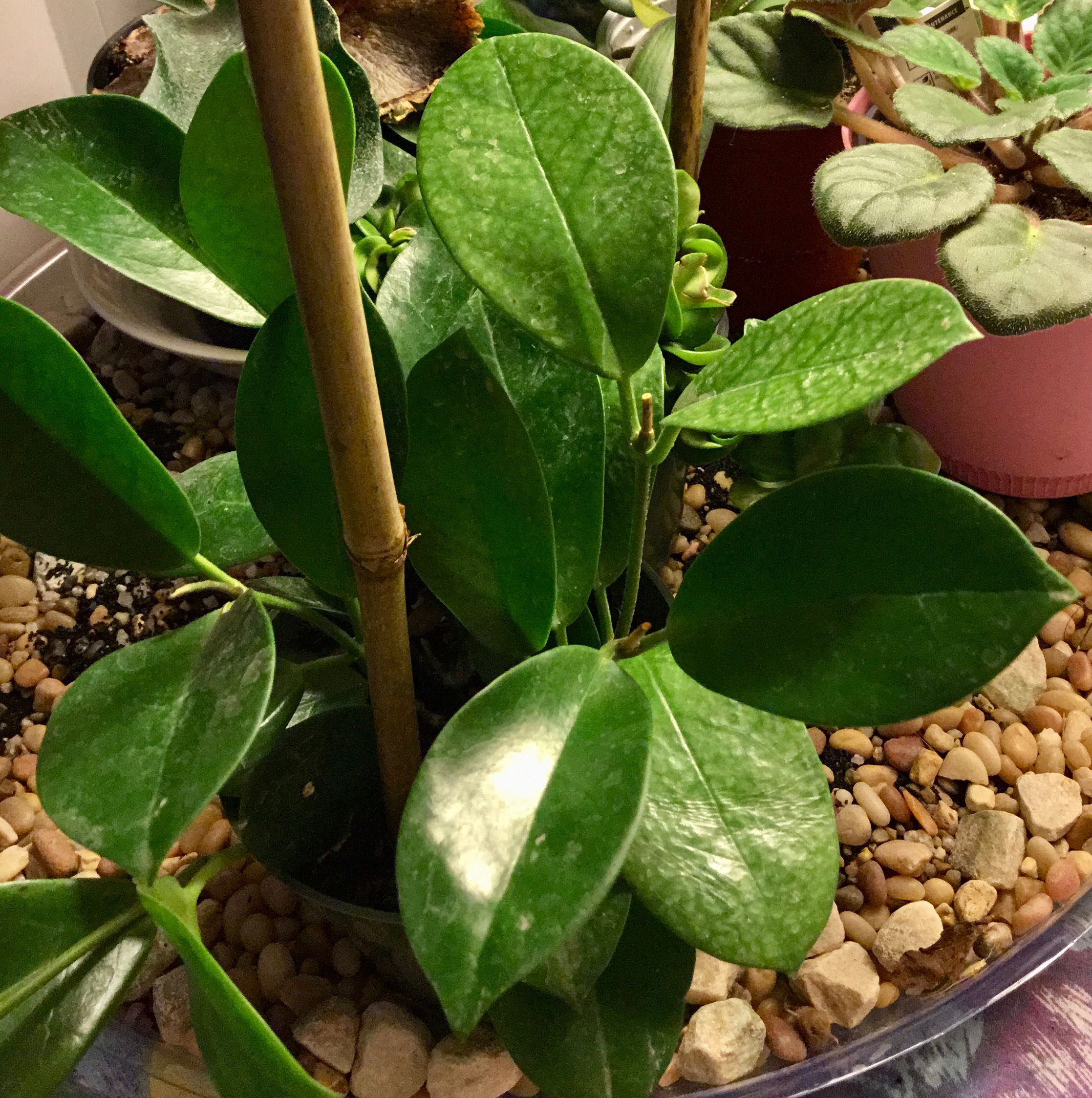 Healthy Hoya australis 'Bordvare' plant with vibrant green leaves in a pot with visible soil.