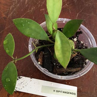 Hoya sipitangensis plant in Lewiston, Maine