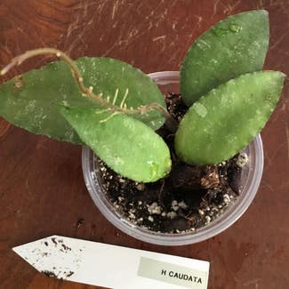 Hoya caudata sumatra plant in Lewiston, Maine