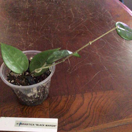 Photo of the plant species Black Margin Hoya Parasitica by Roadrunner named Sonora on Greg, the plant care app