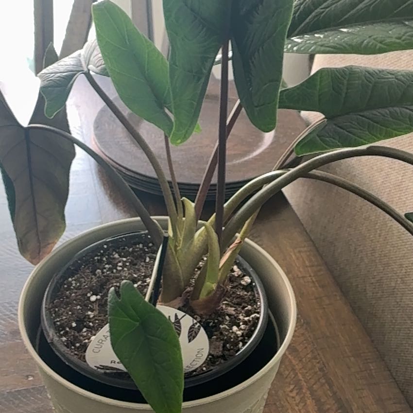 Photo of the plant species Red Scalprum by @HipBacchus named Emerson on Greg, the plant care app