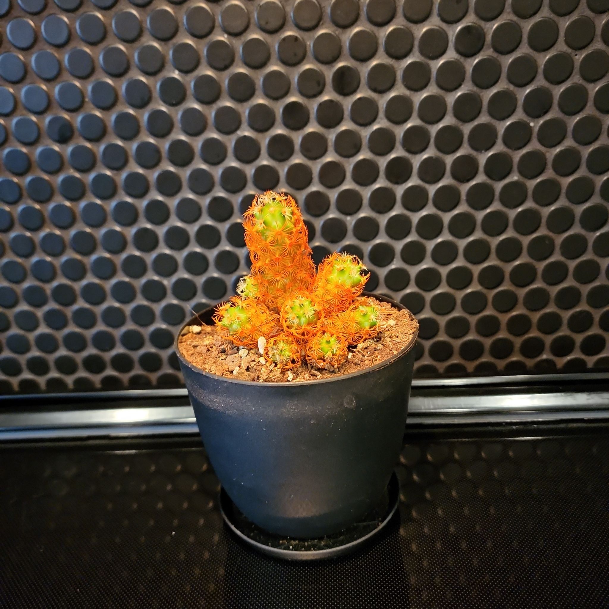 Photo of the plant species Mammillaria perbella by @JoshMangum named Garfield on Greg, the plant care app