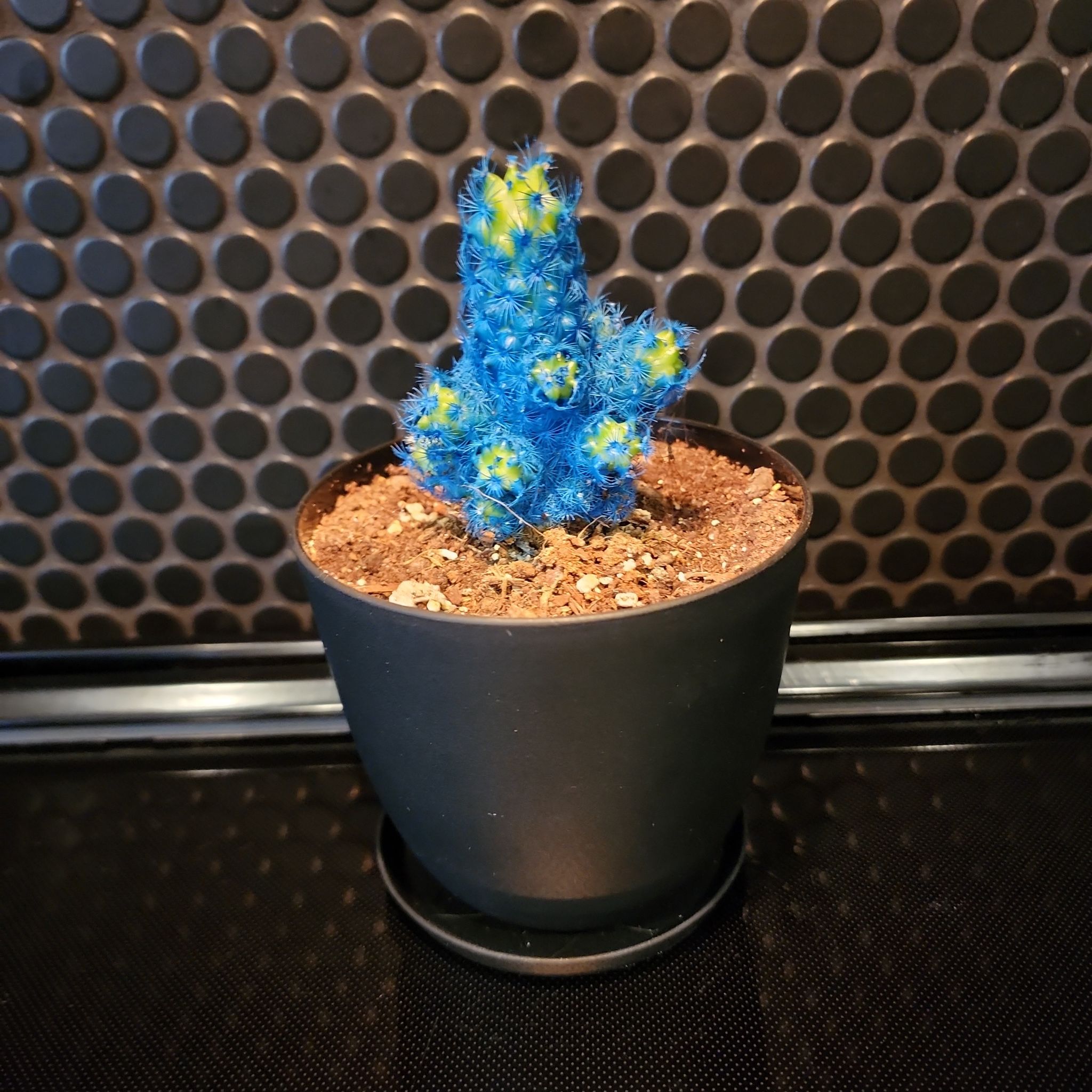 Photo of the plant species Mammillaria perbella by @JoshMangum named Blue on Greg, the plant care app