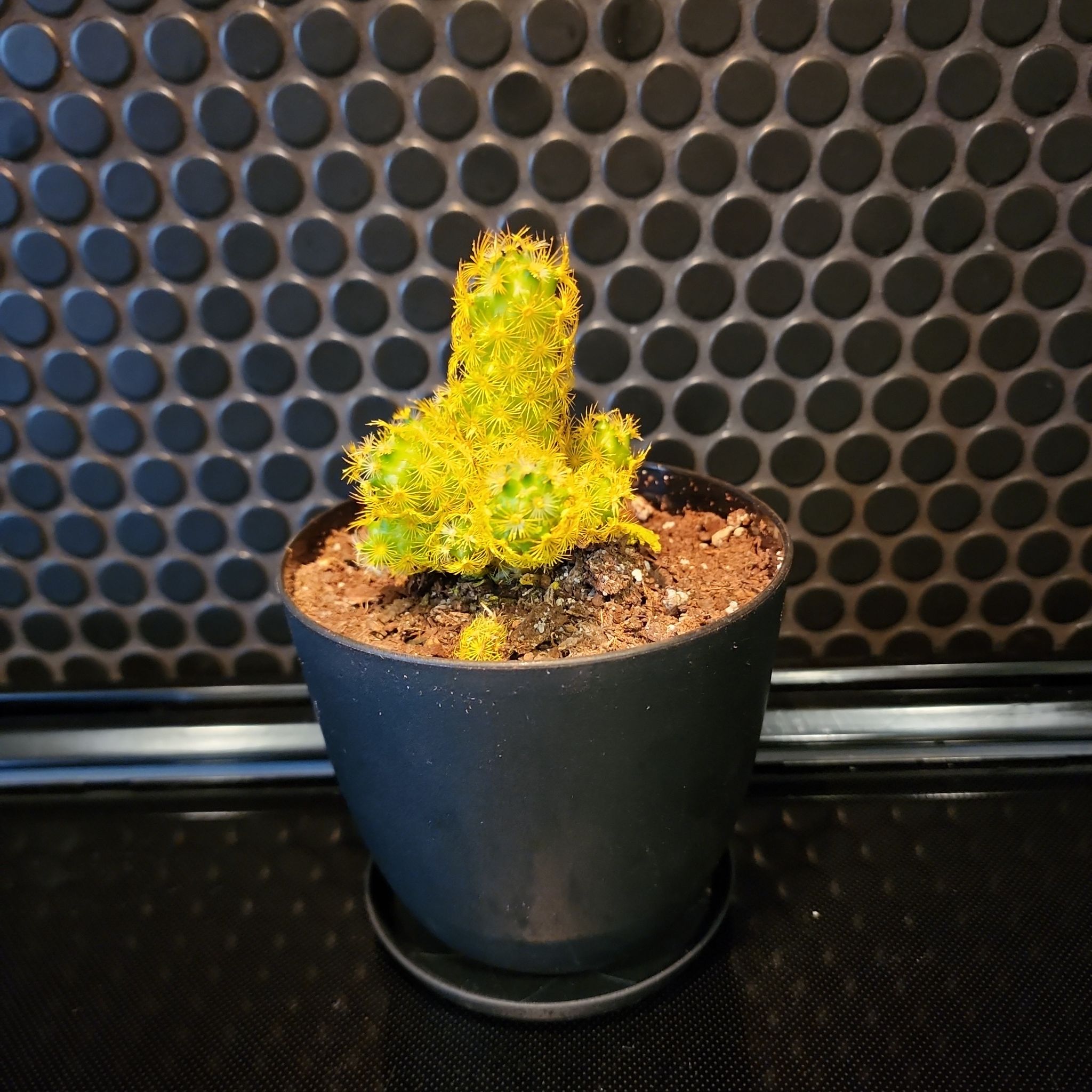 Photo of the plant species Mammillaria perbella by @JoshMangum named Tails on Greg, the plant care app