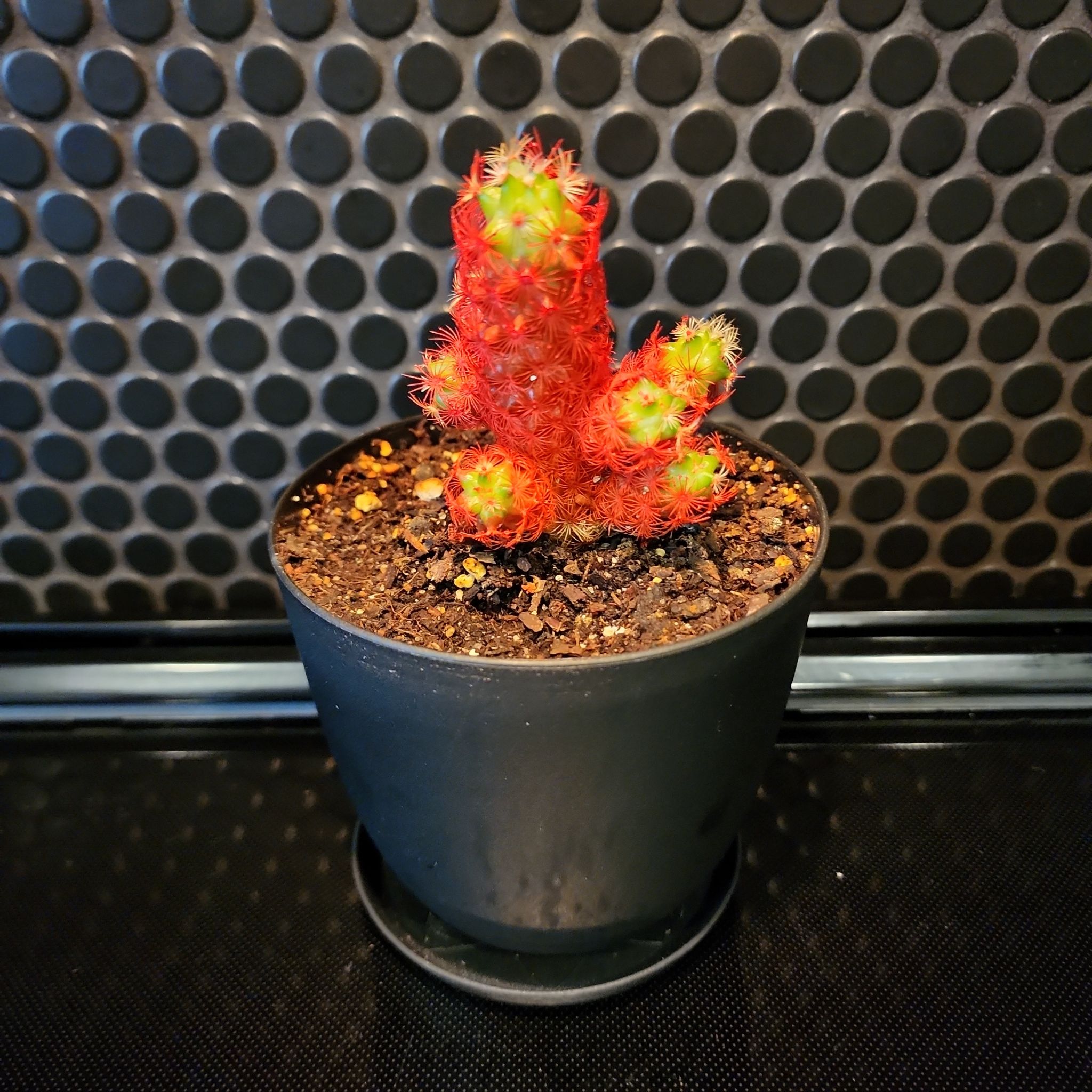 Photo of the plant species Mammillaria perbella by @JoshMangum named Knuckles on Greg, the plant care app