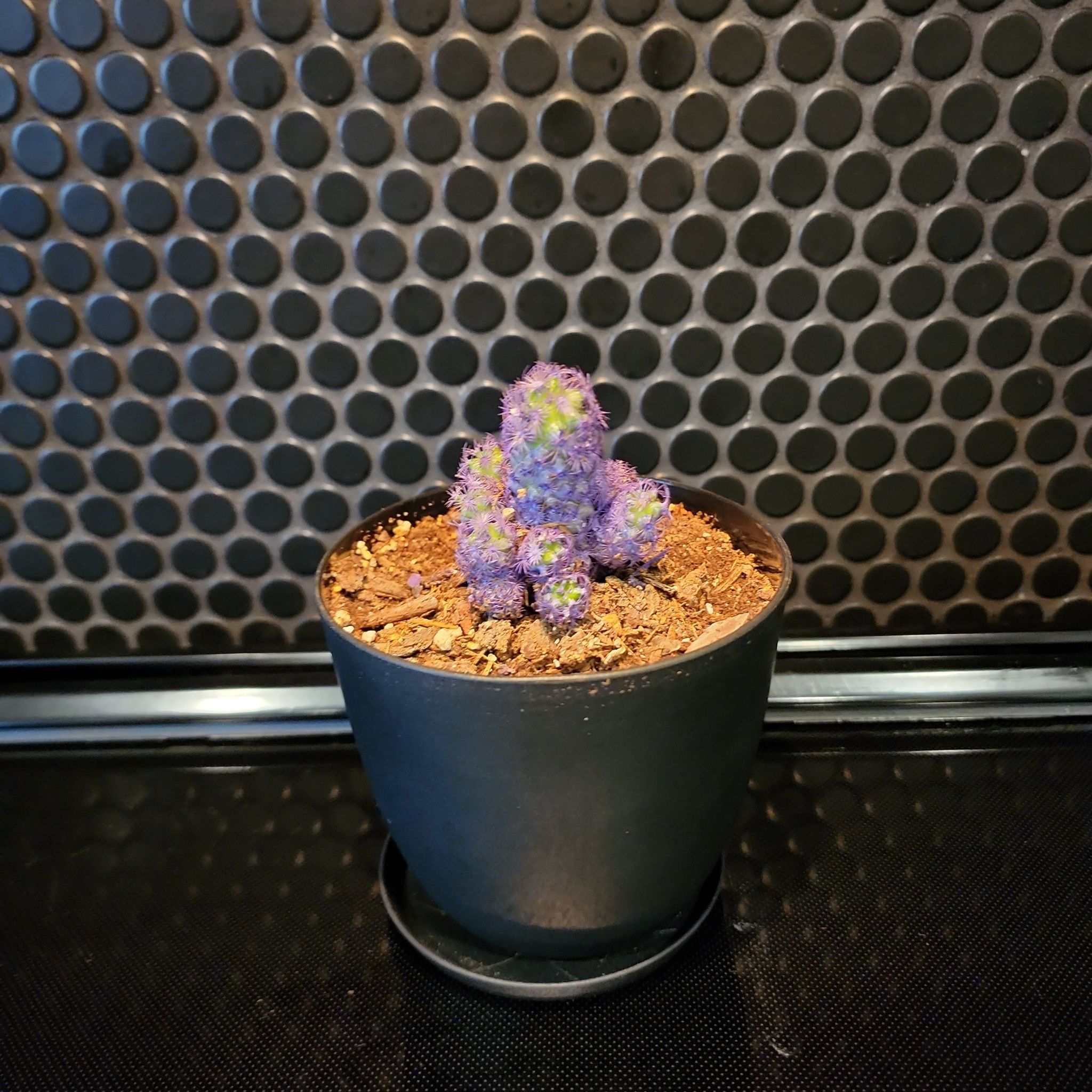Photo of the plant species Mammillaria perbella by @JoshMangum named Grimace on Greg, the plant care app