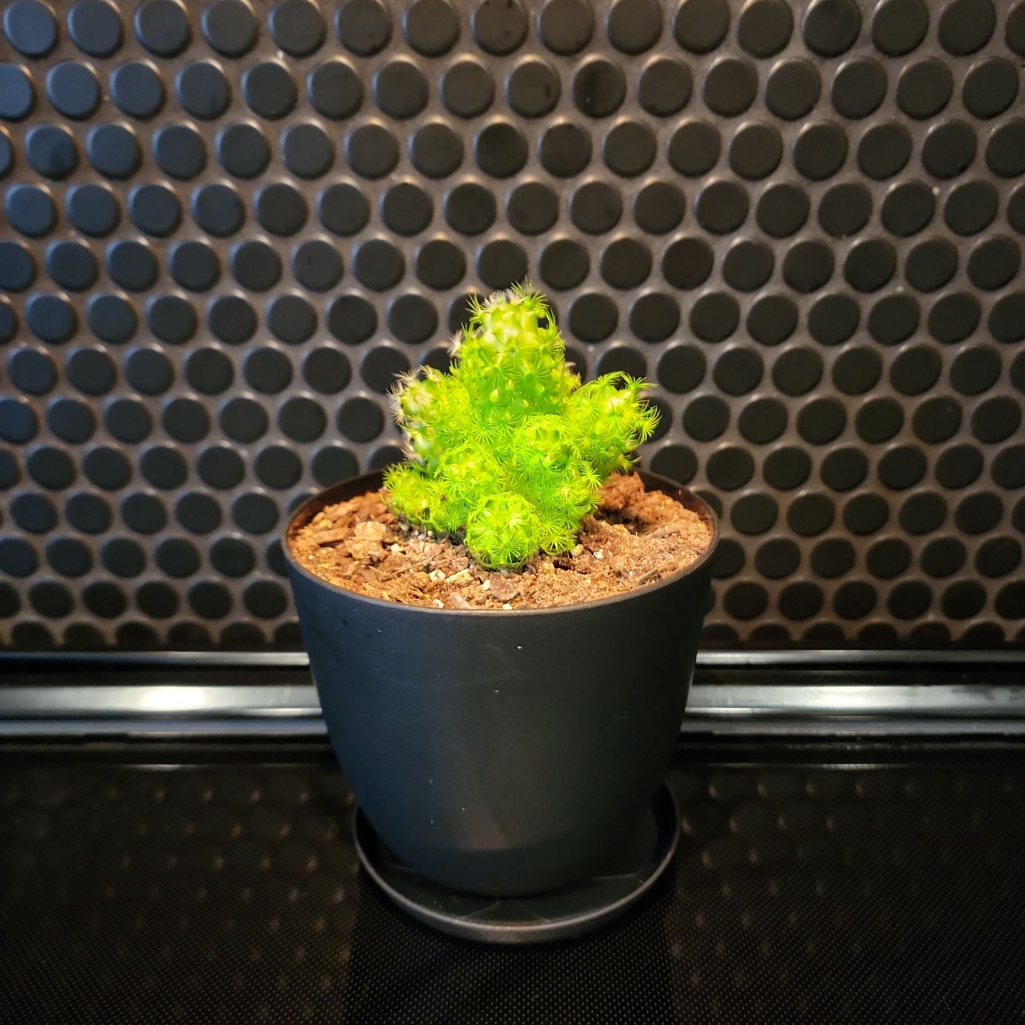 Photo of the plant species Mammillaria perbella by @JoshMangum named AOC on Greg, the plant care app