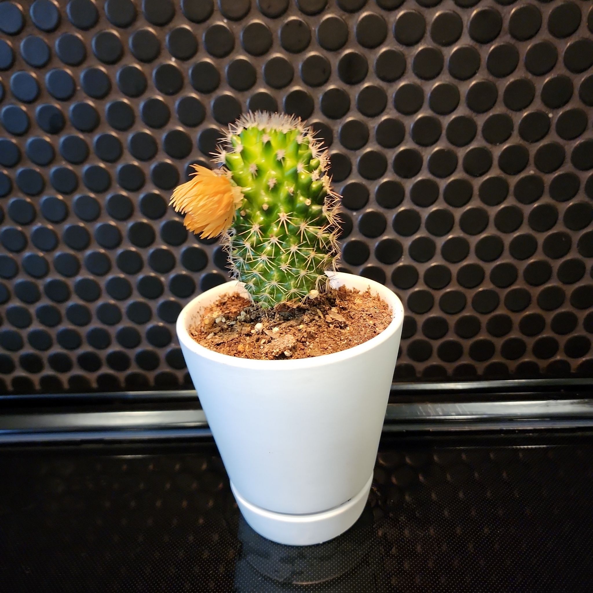 Pincushion Cactus in a white pot with a yellow flower against a dark background.