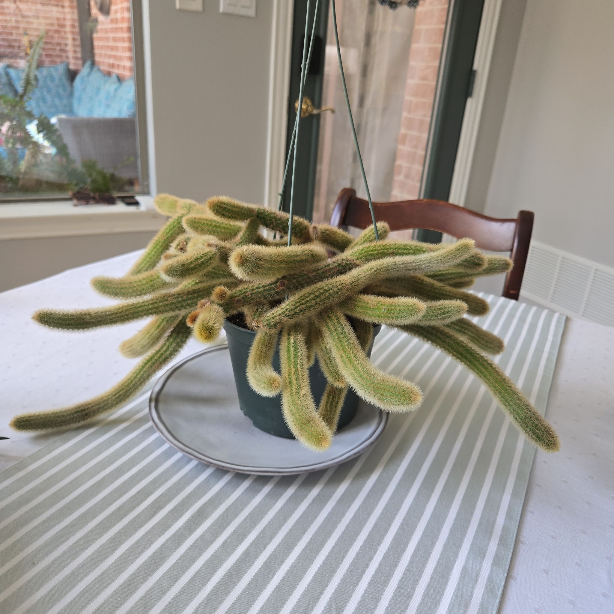 Photo of the plant species Monkey Tail by @TopnotchAster named Money on Greg, the plant care app
