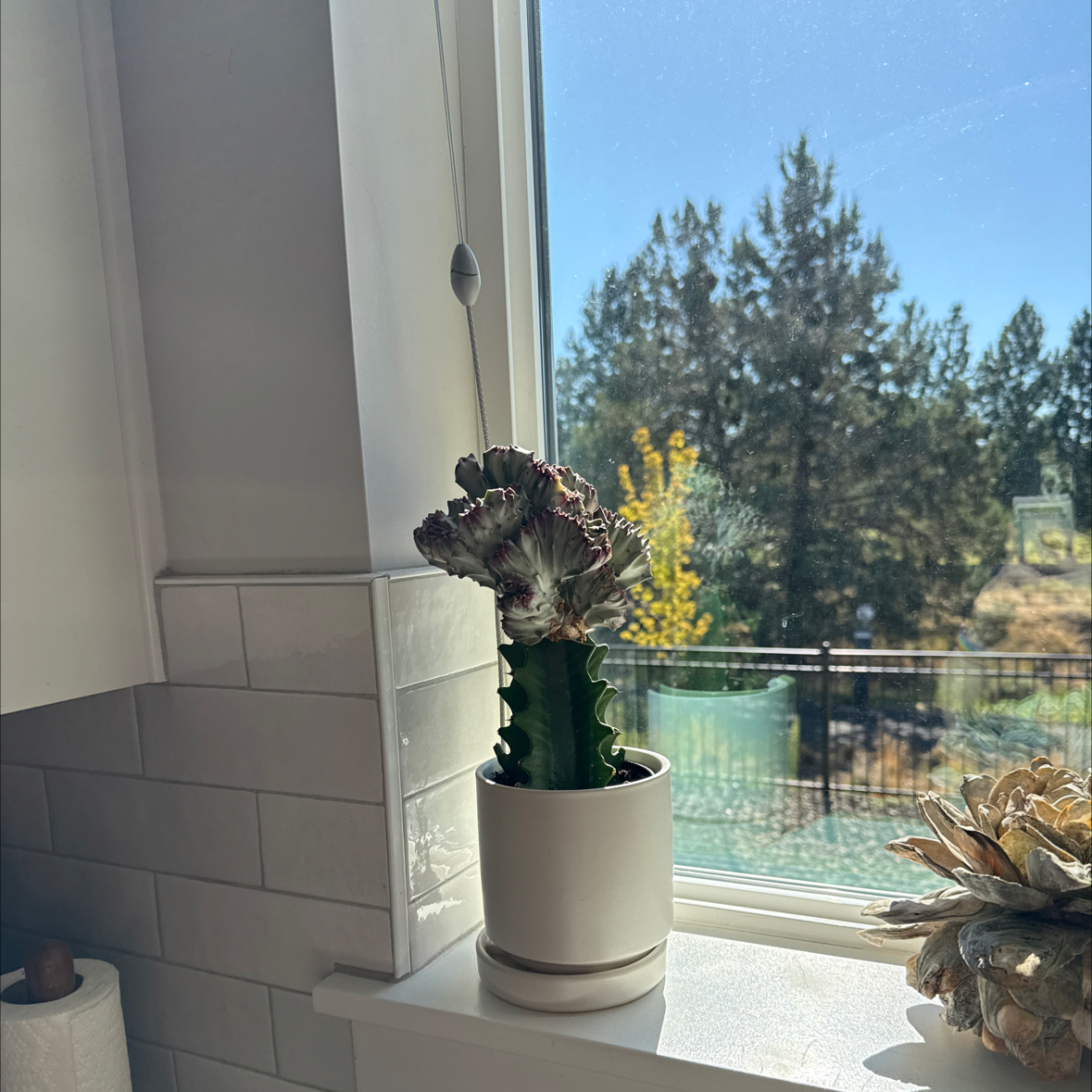 Photo of the plant species Red Euphoria Cactus by @SpicyDragonarum named Alex Hall on Greg, the plant care app