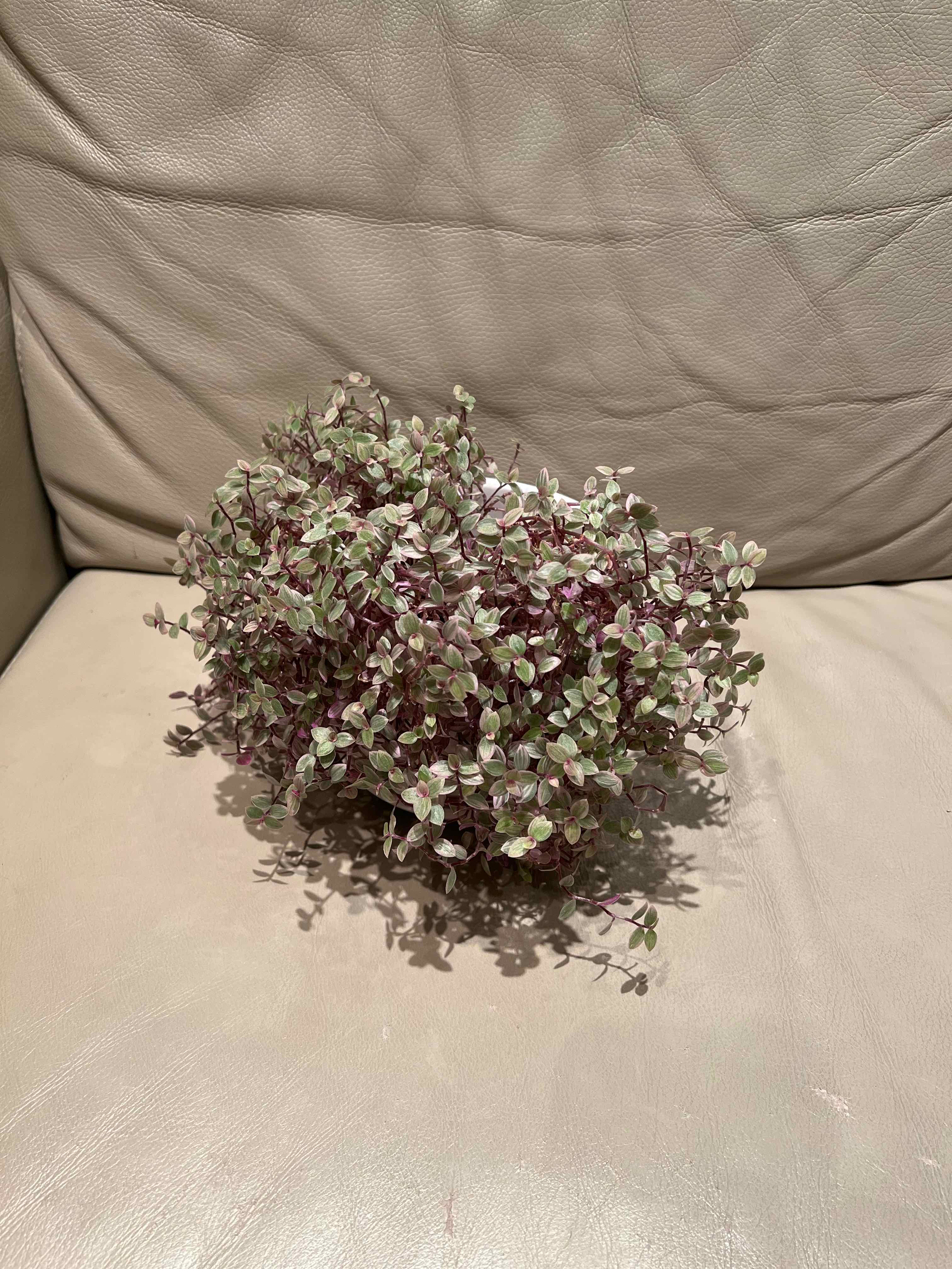 Callisia Pink Panther