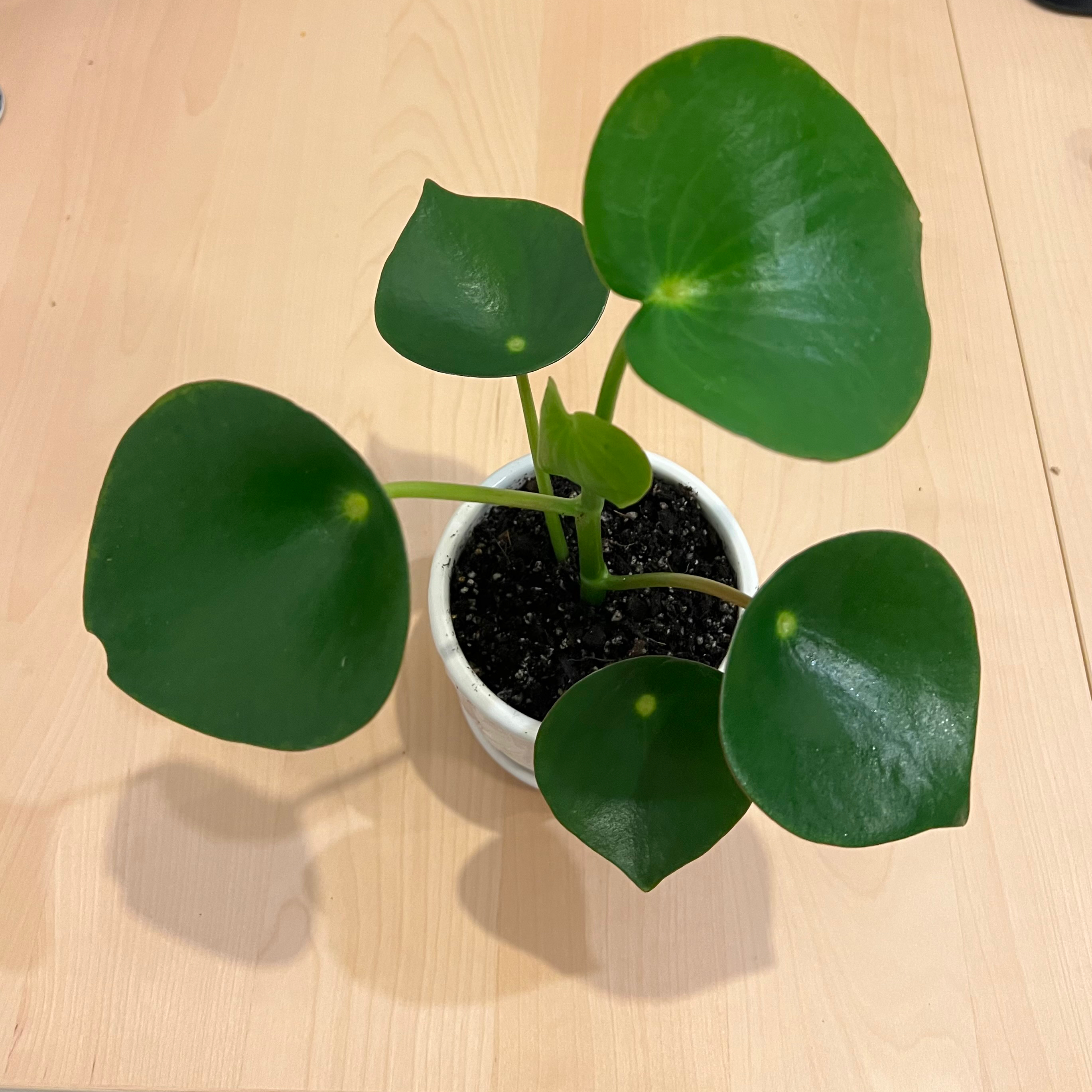 Photo of the plant species Raindrop Peperomia by @BaconHearts named Peperomia Raindrop on Greg, the plant care app