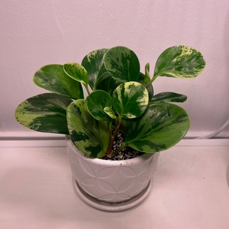 Marble Peperomia plant in New York, New York