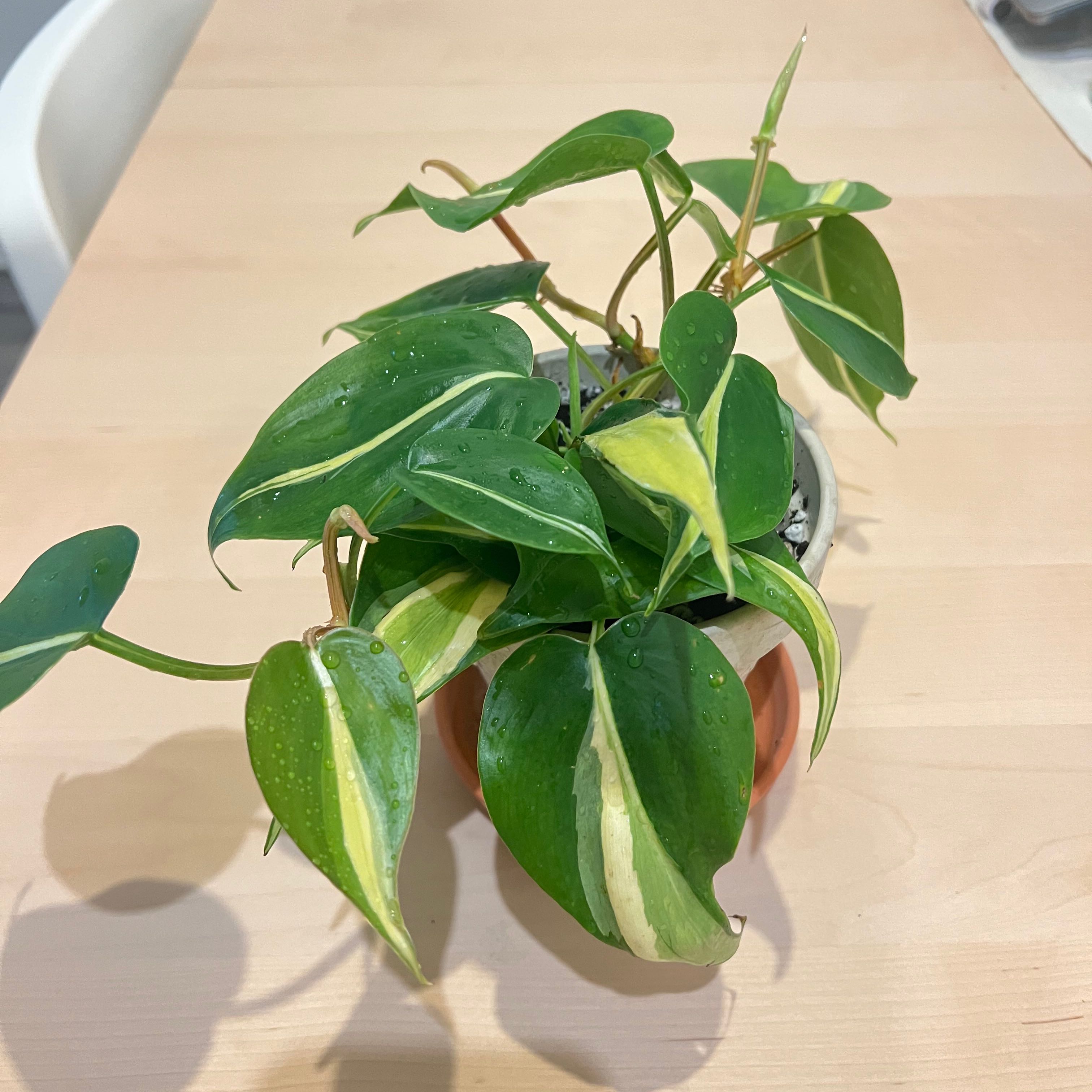 Silver Stripe Philodendron with variegated leaves in a pot on a table.